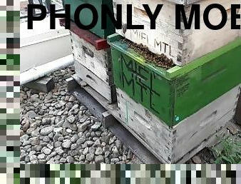 phonly mob bees